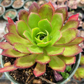 Aeonium 'Phoenix Flame' succulent with red-edged green rosette.