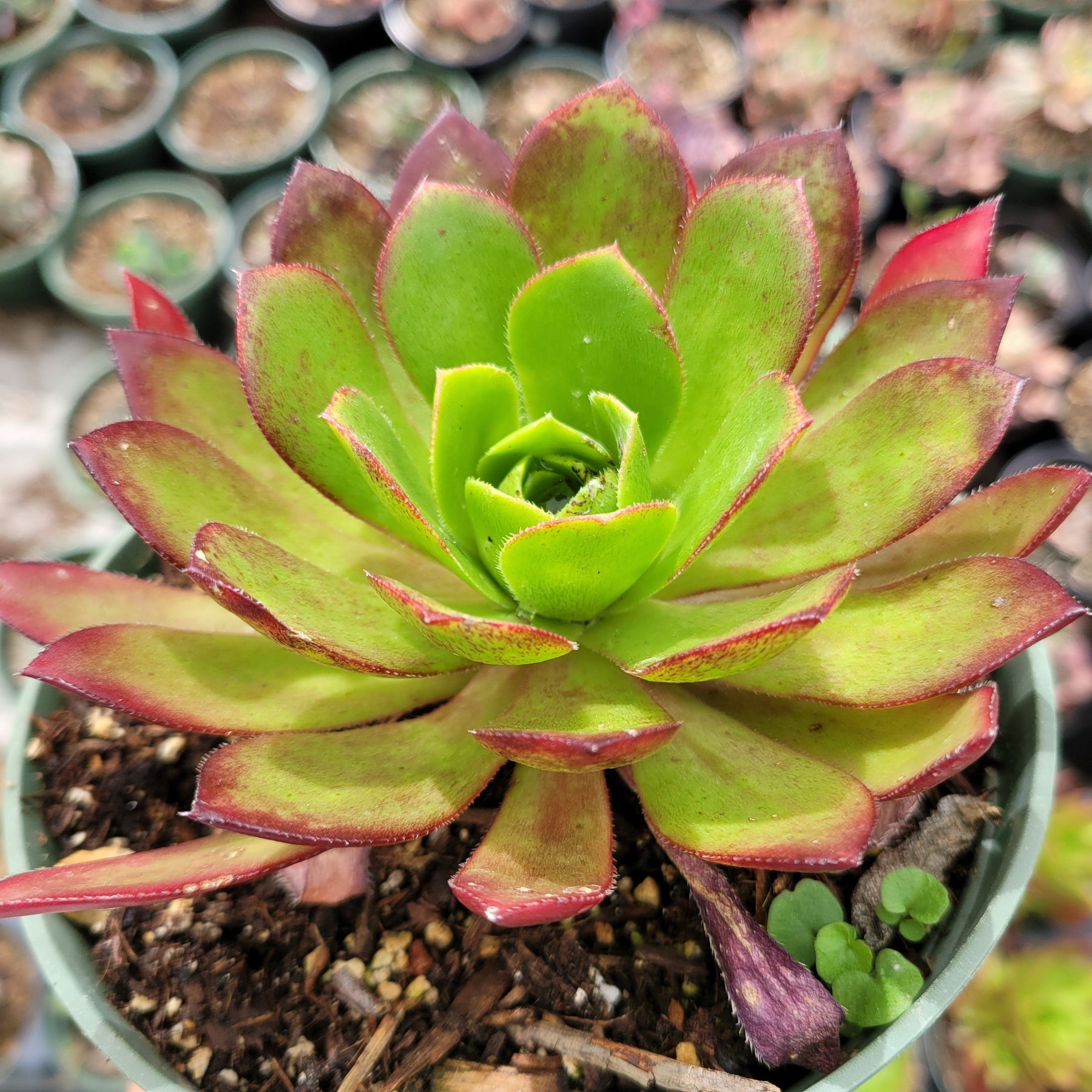 succulents for sale in phoenix Aeonium 'Phoenix Flame'