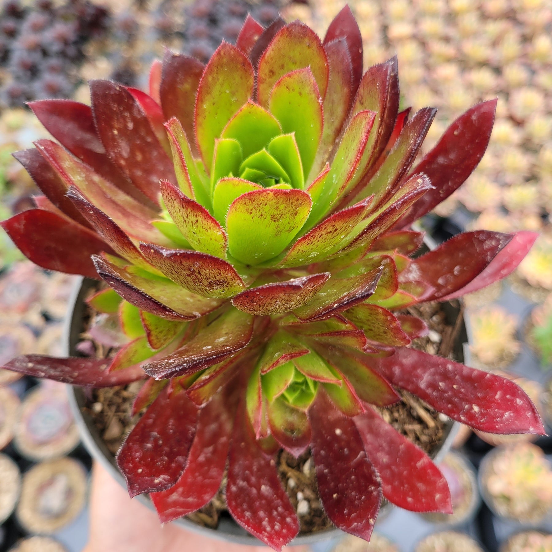 red flame succulent Aeonium 'Phoenix Flame'