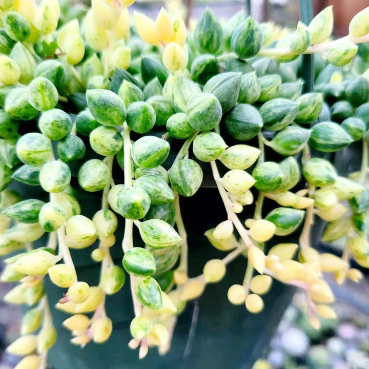candle plant succulent Senecio articulatus Candle Plant