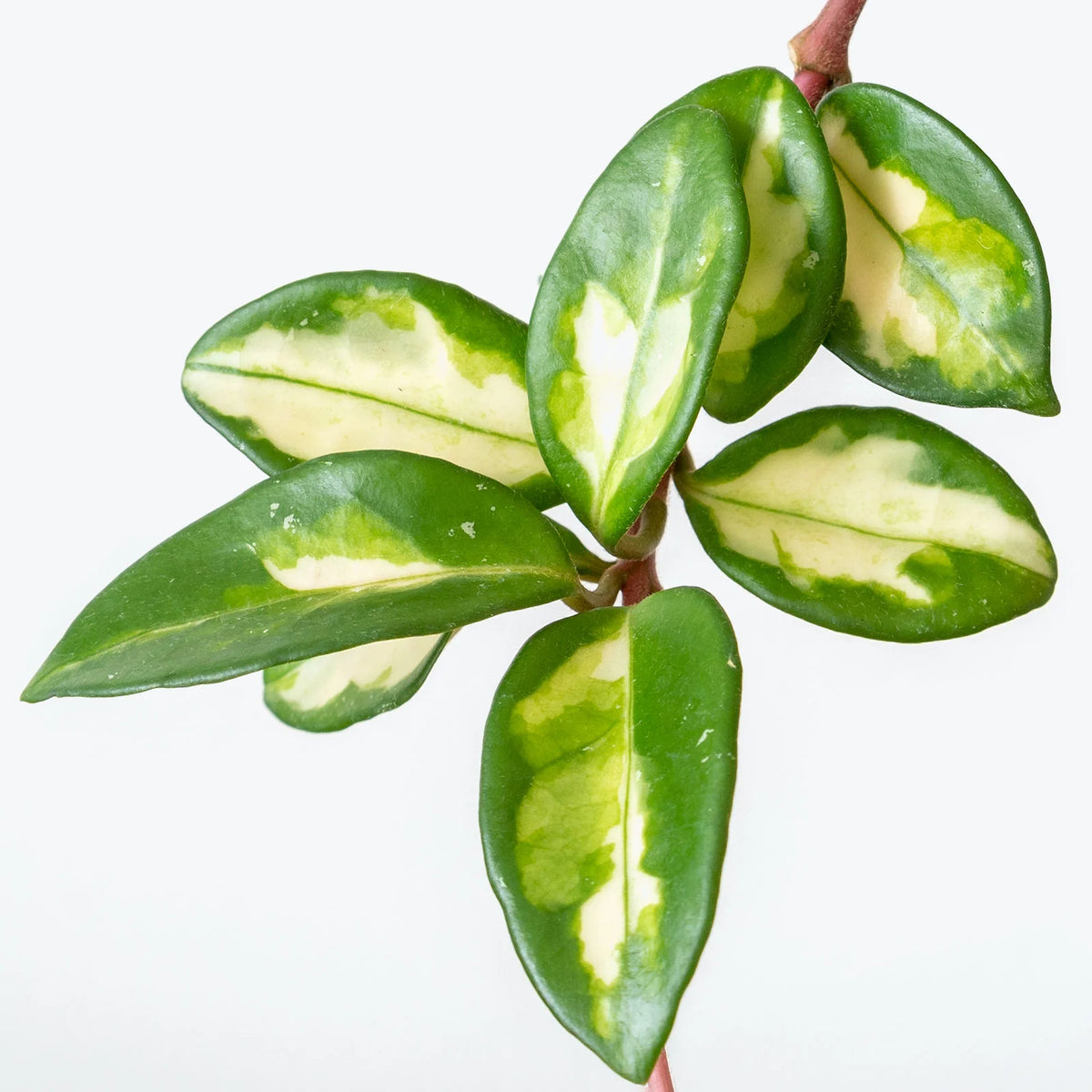Hoya carnosa 'Krimson Princess' Variegated