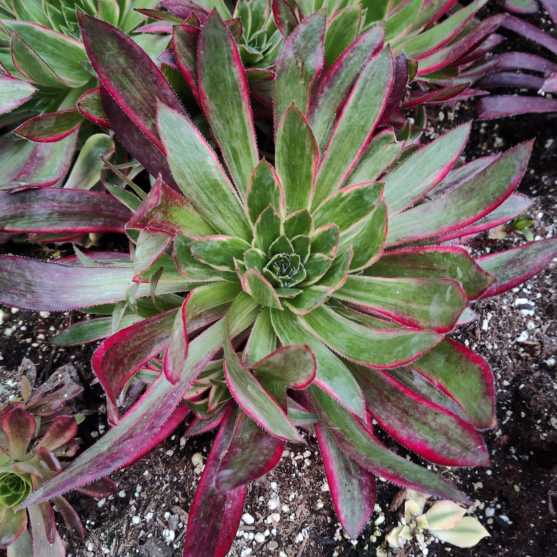 succulents for sale in phoenix Aeonium 'Phoenix' Variegata