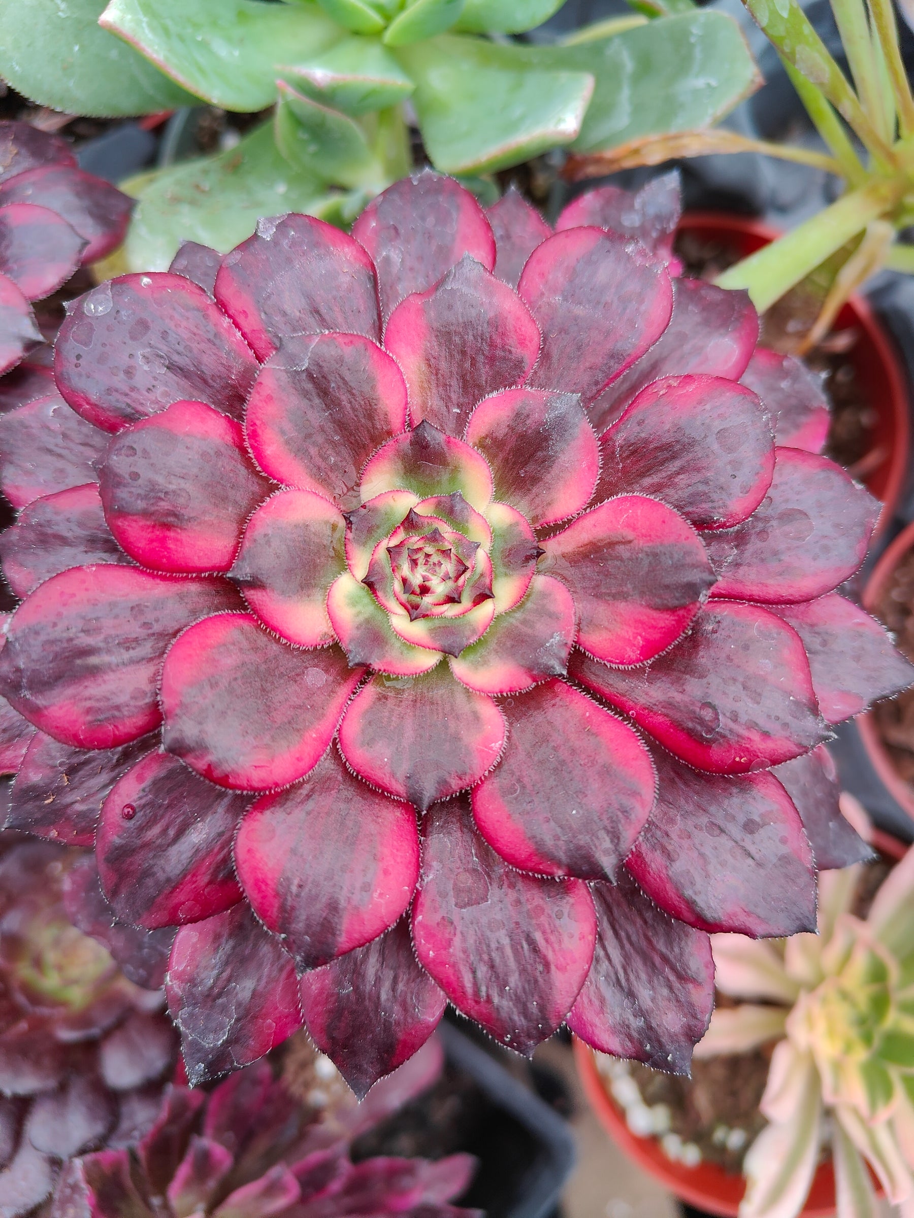 burgundy succulent plant Aeonium Maya