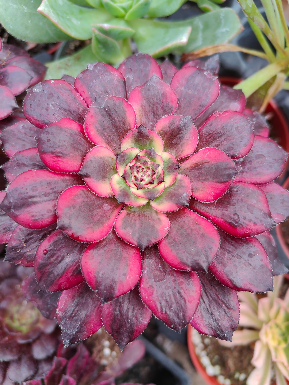 Aeonium Maya