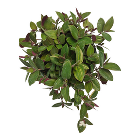 Tradescantia mundula Lisa Tricolor