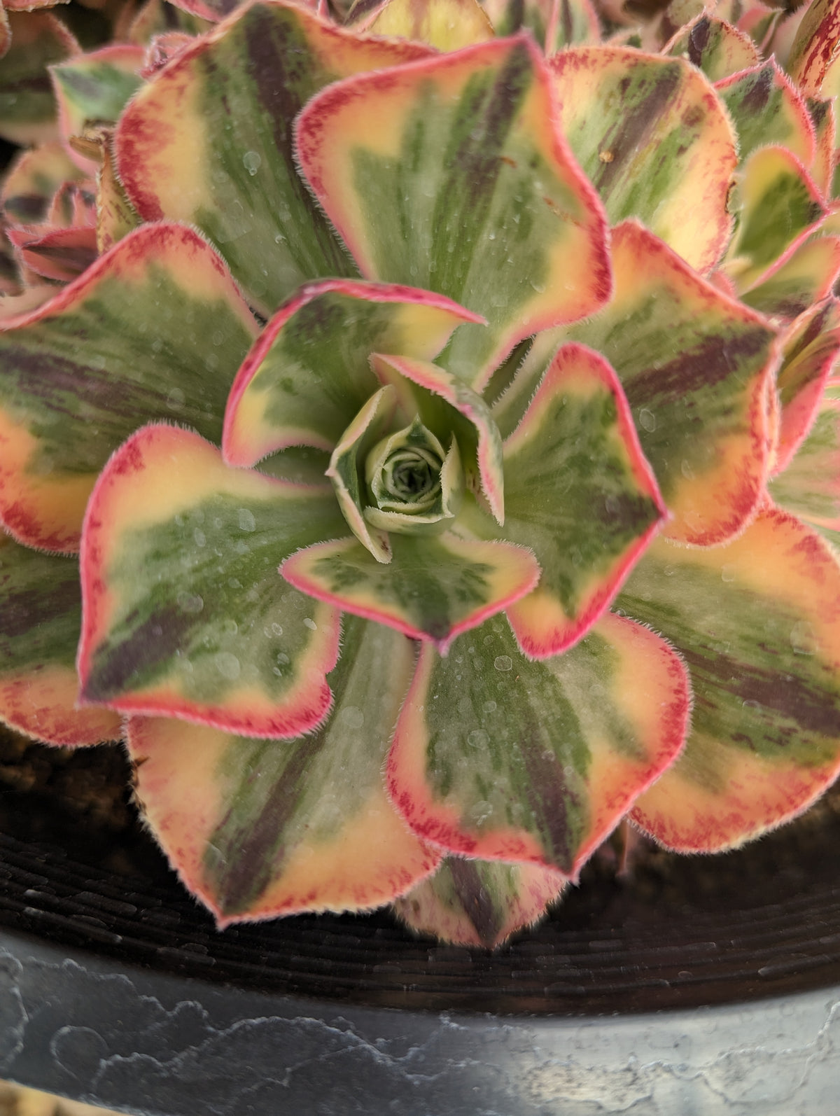 Echeveria Candy Crest