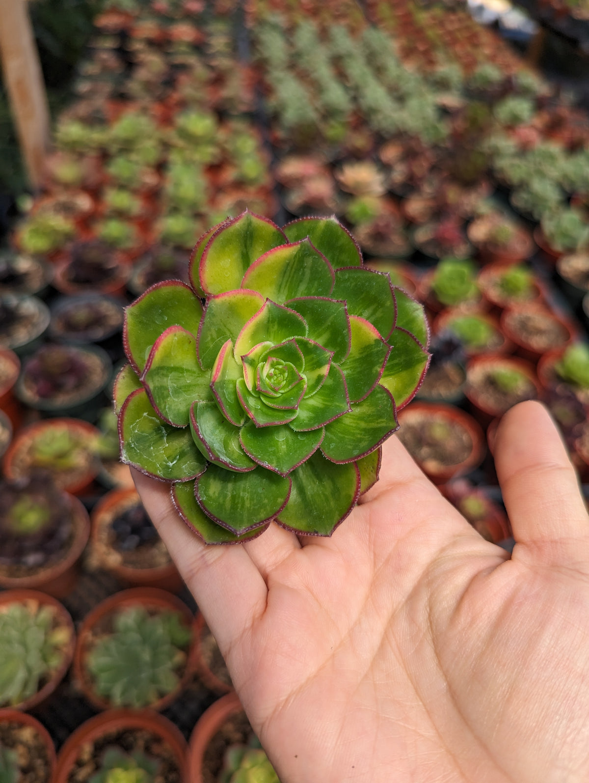 Aeonium 'Green Earth' Variegata