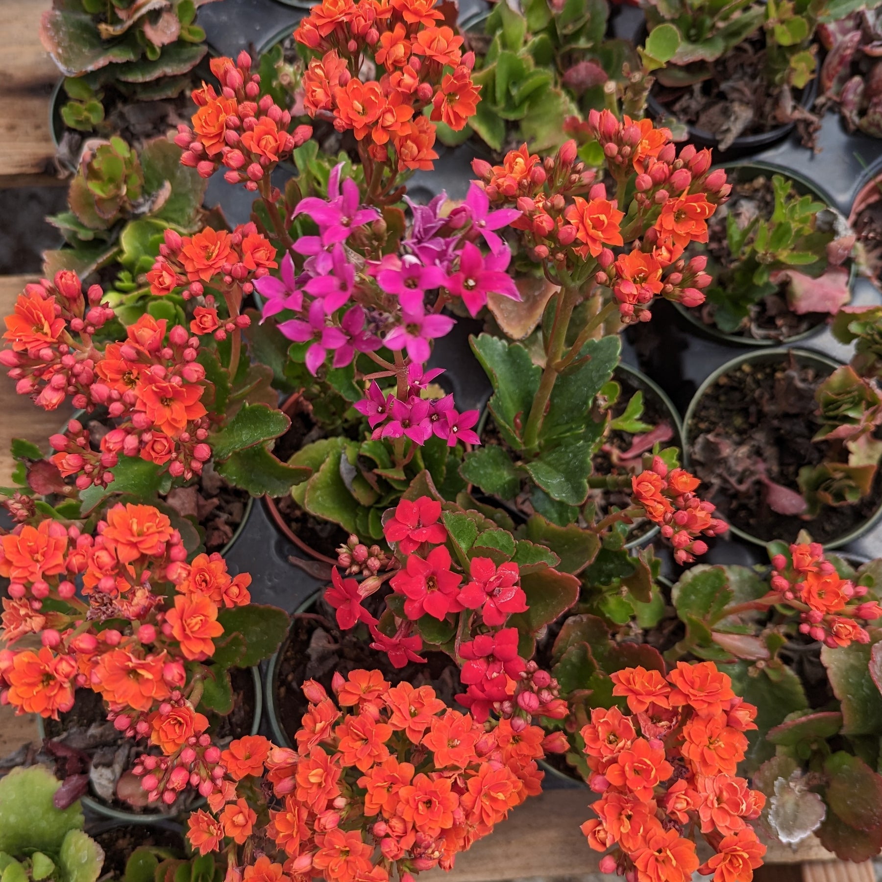 flaming katy indoor plant Kalanchoe blossfeldian Flaming Katy