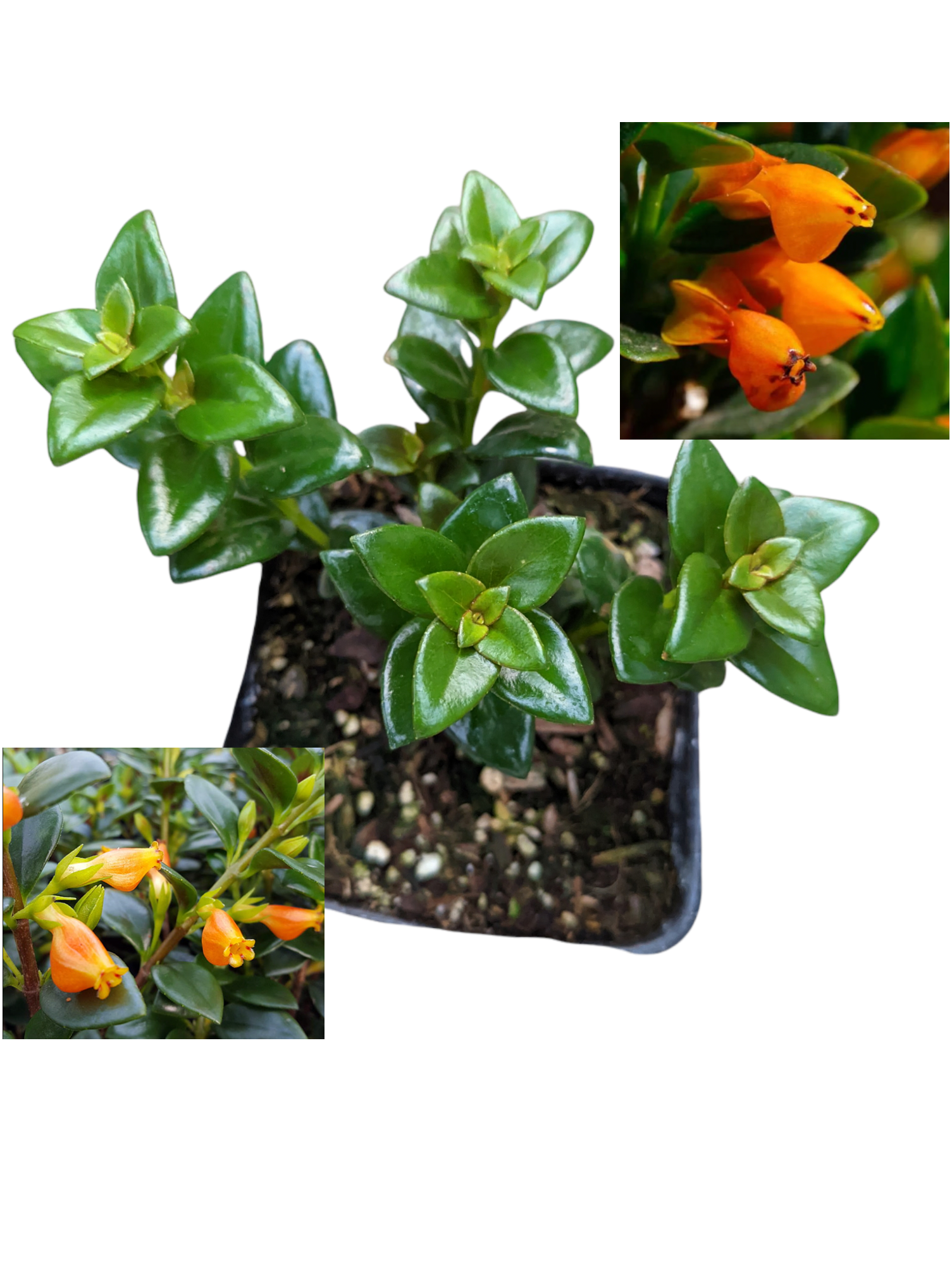 Nematanthus gregarius 'Goldfish Plant'