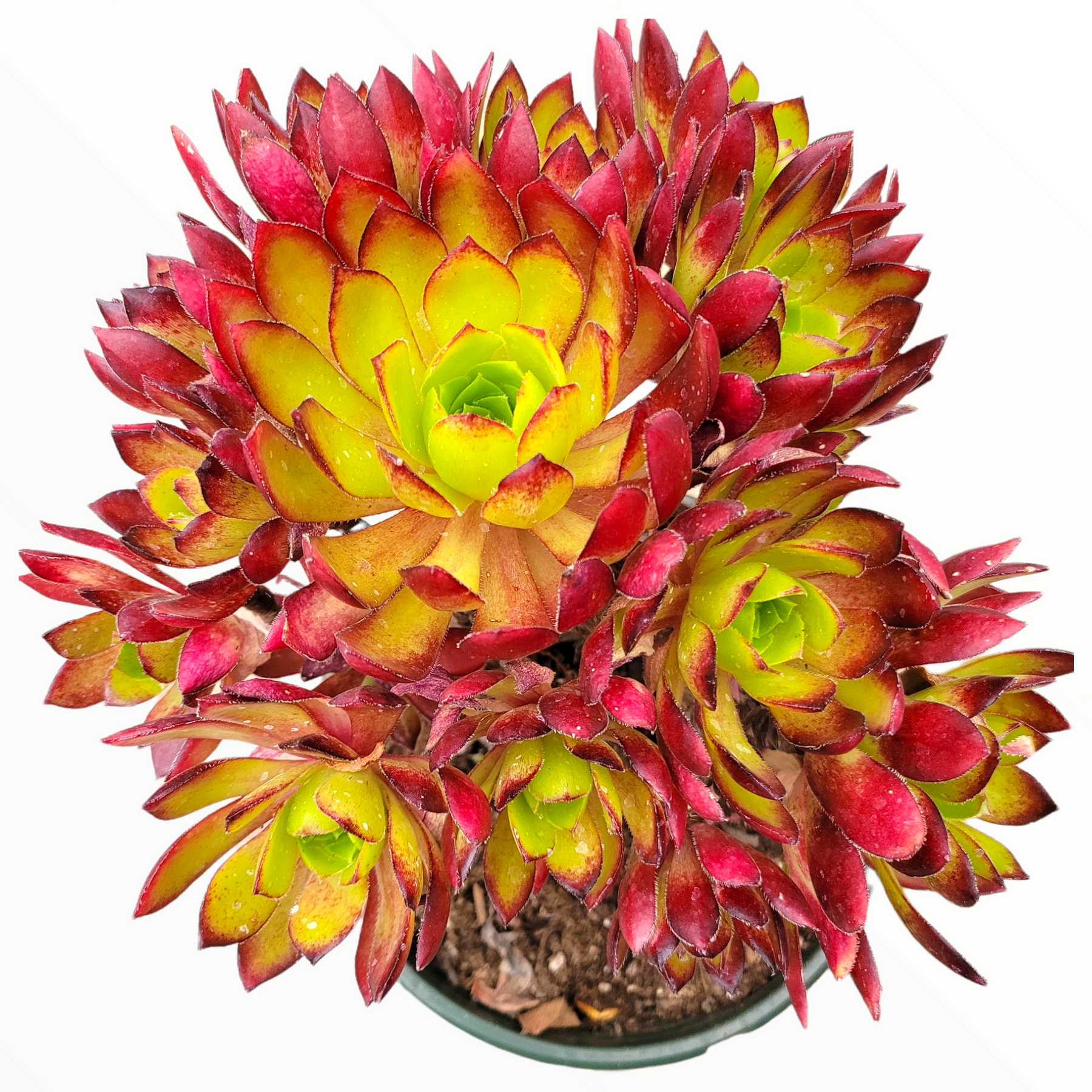 flame plant succulent Aeonium 'Phoenix Flame' 6 Inch