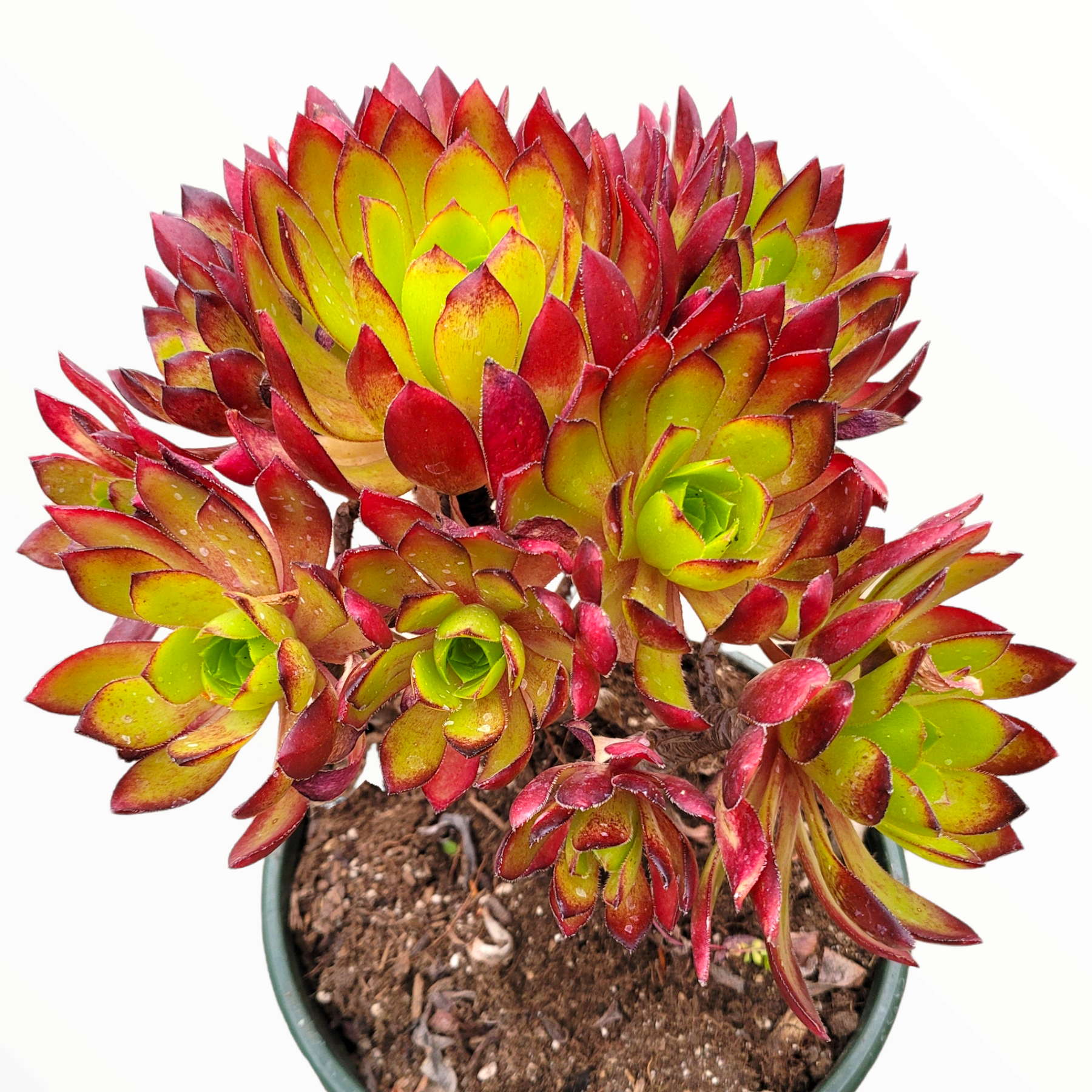 succulent nursery phoenix Aeonium 'Phoenix Flame' 6 Inch