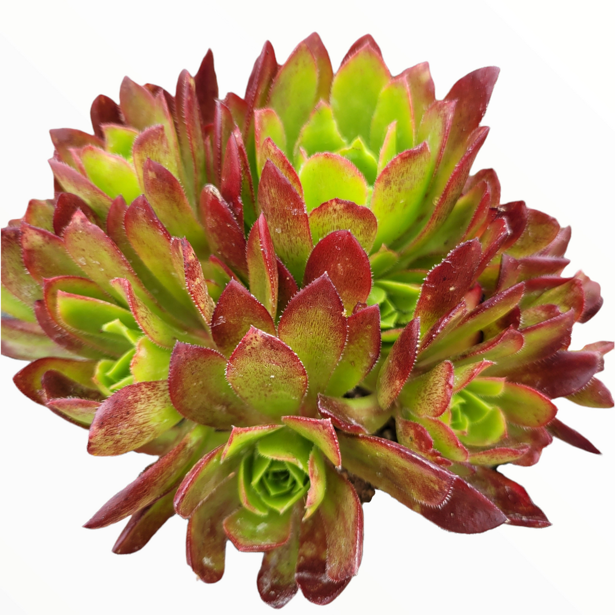 Aeonium 'Firecracker' - Succulents Depot