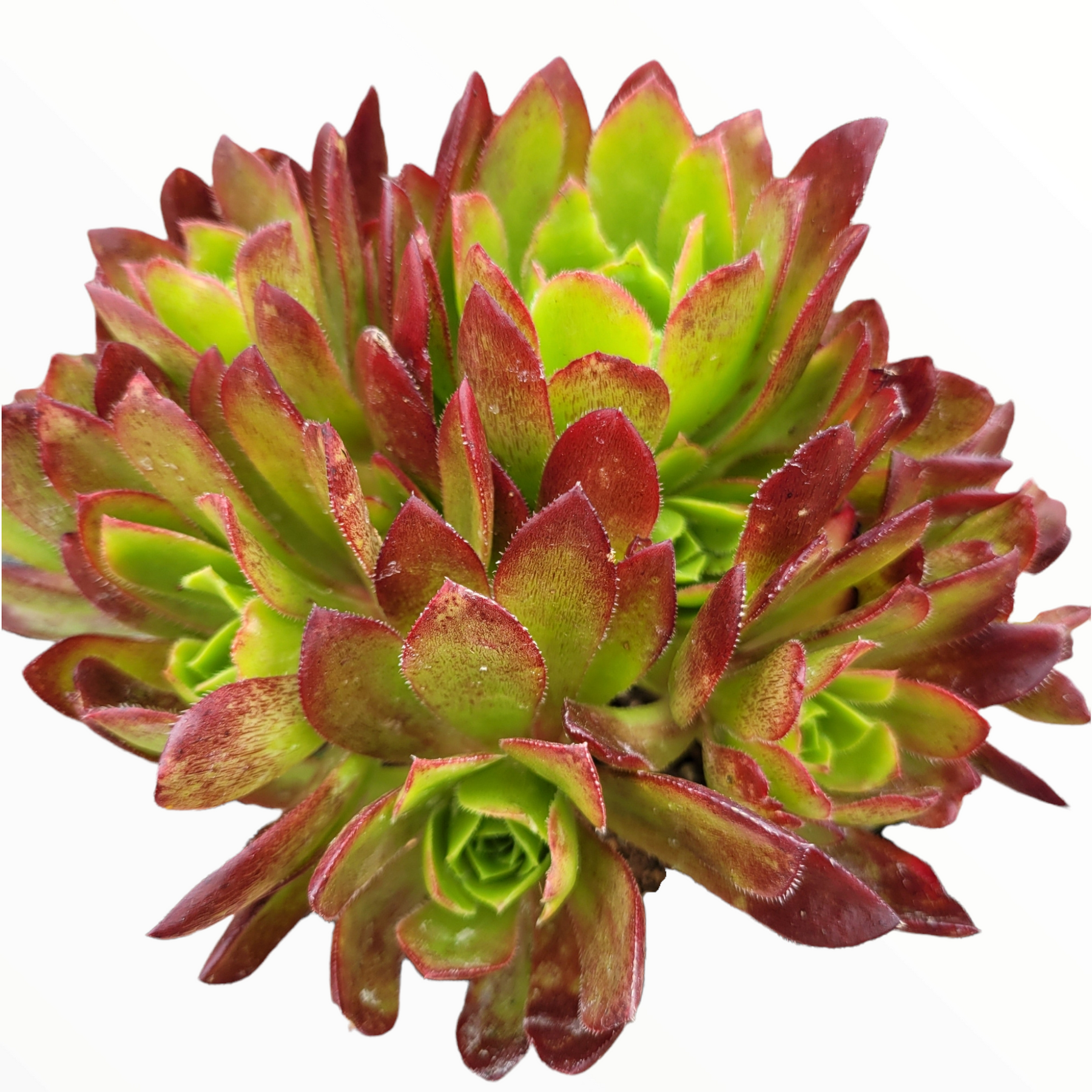 flame plant succulent Aeonium 'Phoenix Flame' 6 Inch