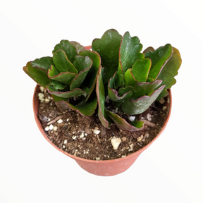 Kalanchoe blossfeldian Flaming Katy