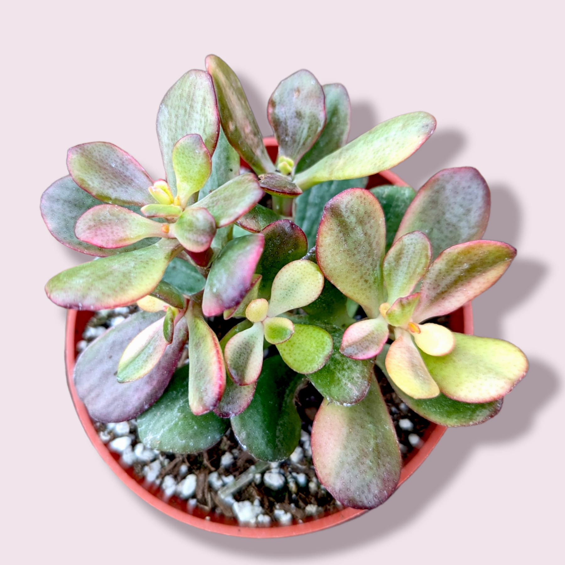 platyphylla succulent Crassula platyphylla f. Variegata 4 Inch