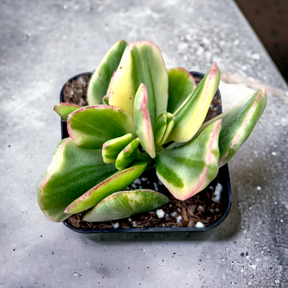 succulent soil for money tree Crassula argentea 'Money Tree' Variegata 2 Inch