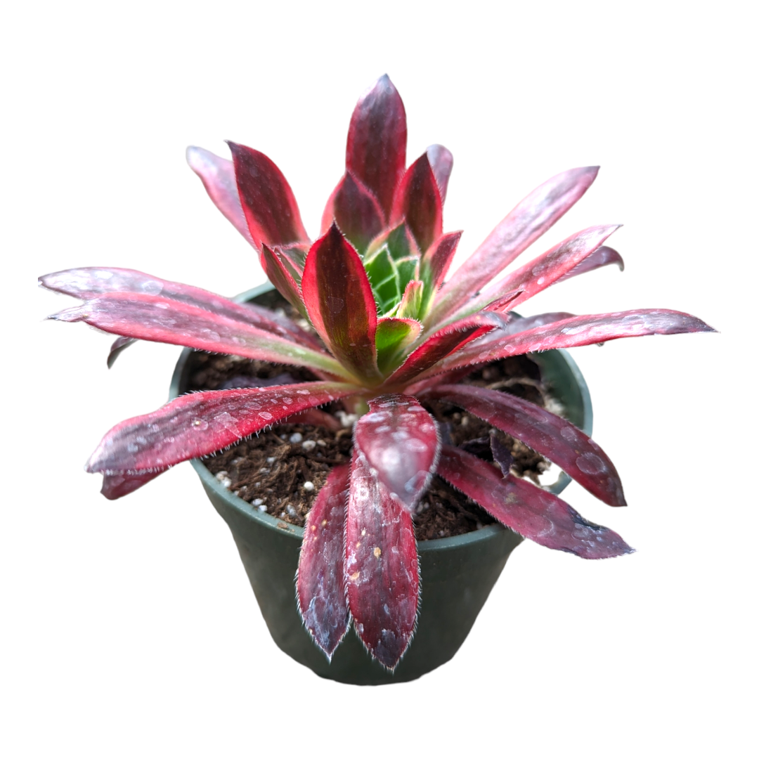 Aeonium 'Phoenix' Variegata