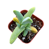 Cheiridopsis candidissima 'Lobster Claws' in square pot.