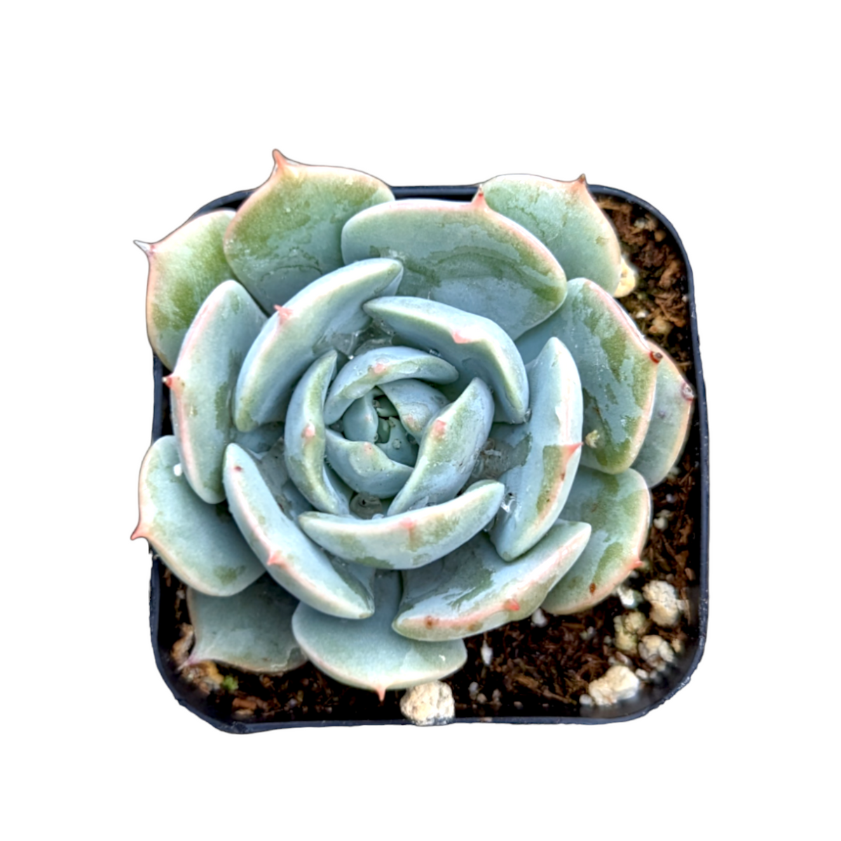 Echeveria 'Stella Blanc'