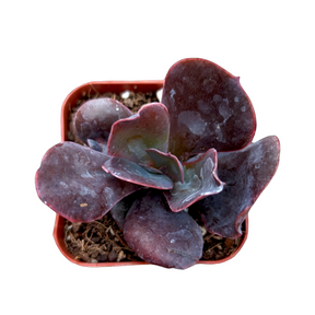 mahogany succulent Echeveria 'Mahogany Rose'