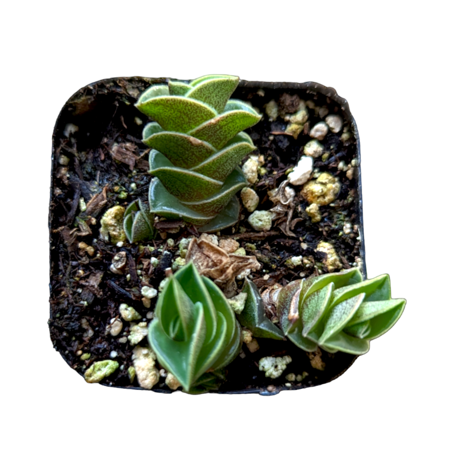 succulent chain plant Callisia navicularis 'Chain Plant' -