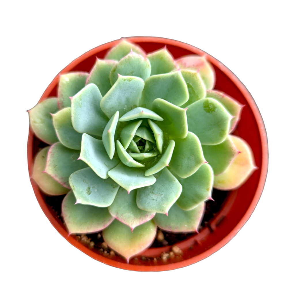 green abalone succulent Echeveria 'Abalone'