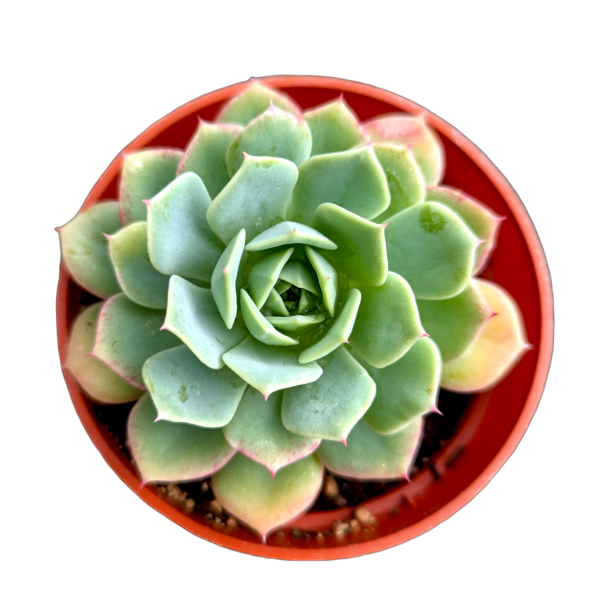 Echeveria  'Abalone'