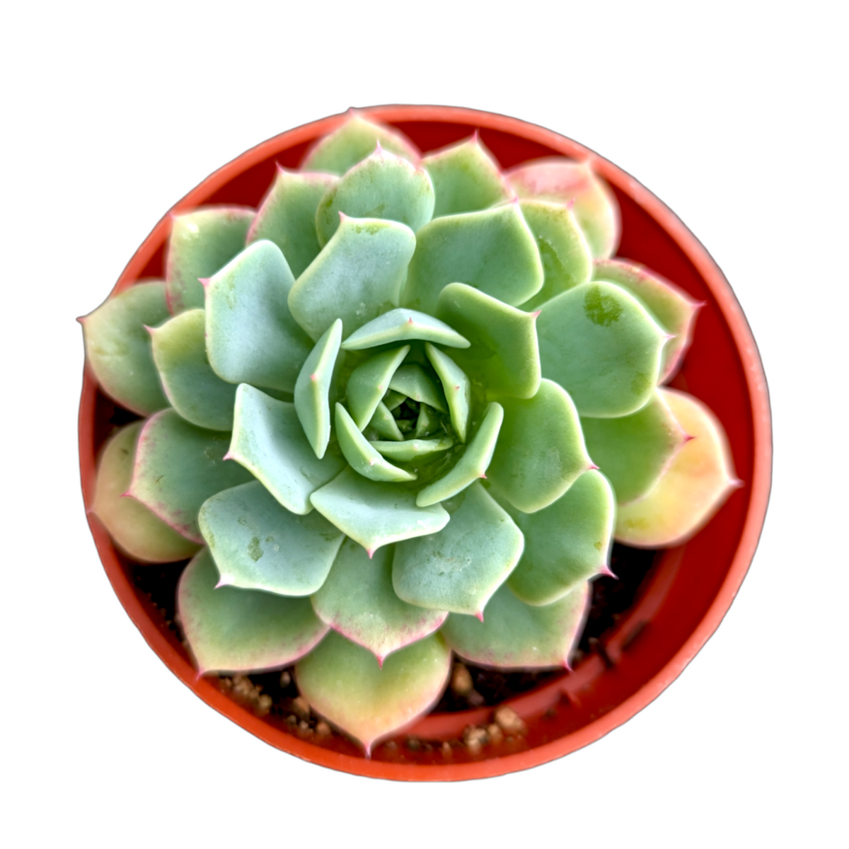 Assorted Succulent Set Shown in 4" Pots