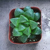 Haworthia mirabilis mundula