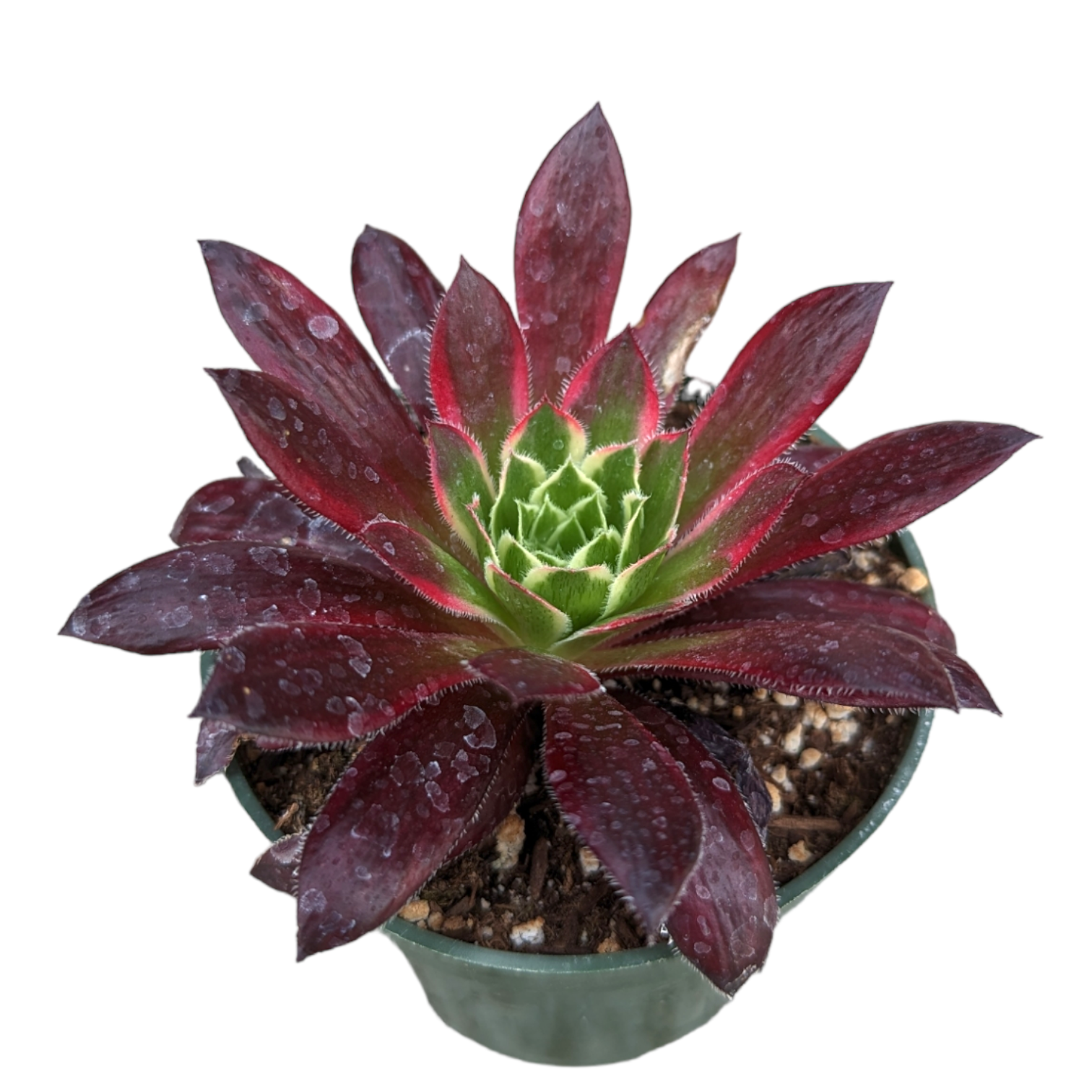 phoenix rising succulents Aeonium 'Phoenix' Variegata 8 Inch