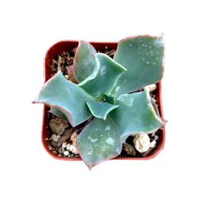 Echeveria 'Culibra'
