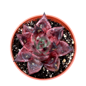 Echeveria agavoides 'Sirius'