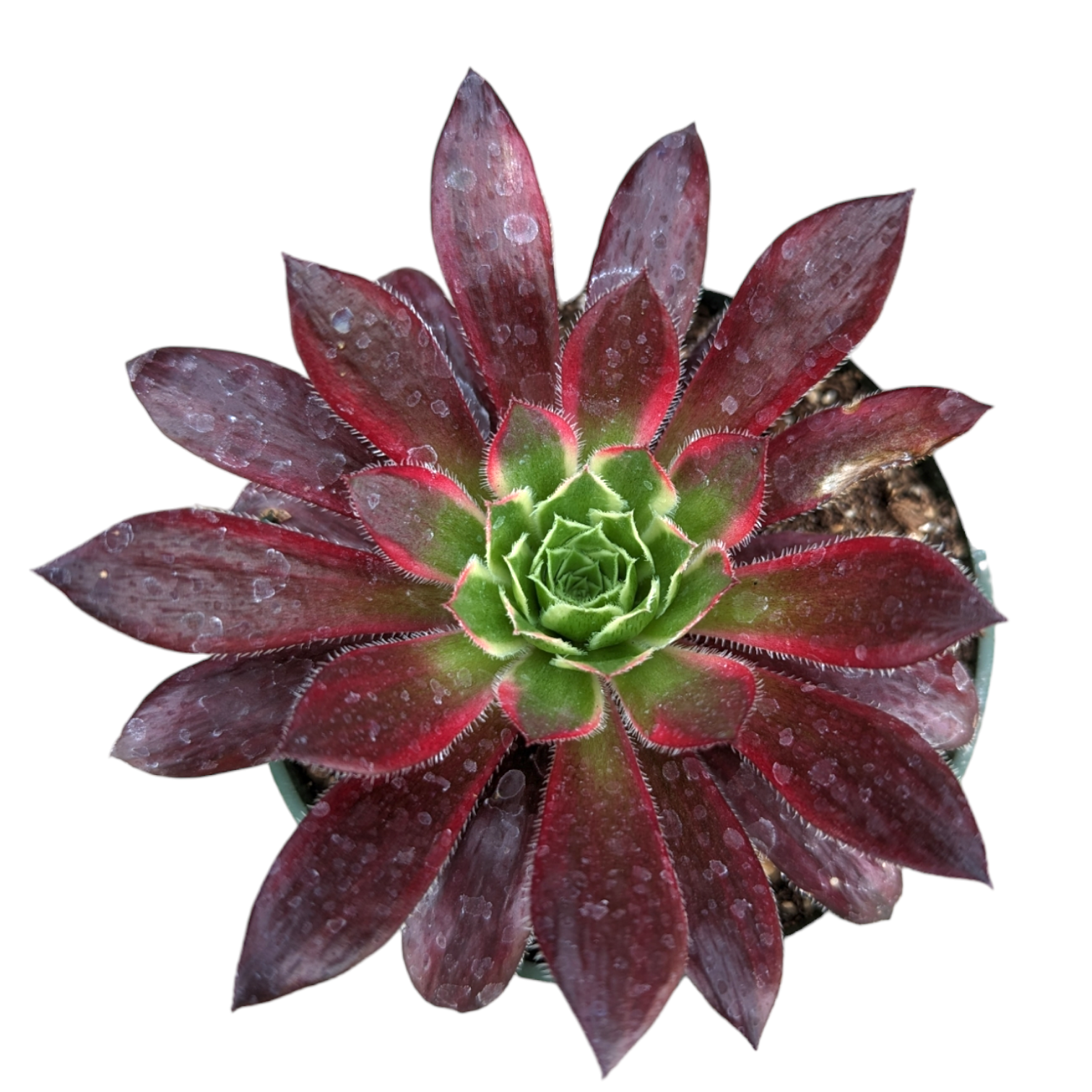 succulents for sale phoenix Aeonium 'Phoenix' Variegata 8 Inch