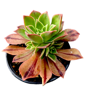 Aeonium leucoblepharum - Succulents Depot