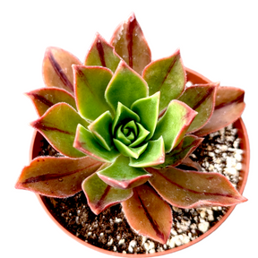 Aeonium leucoblepharum - Succulents Depot