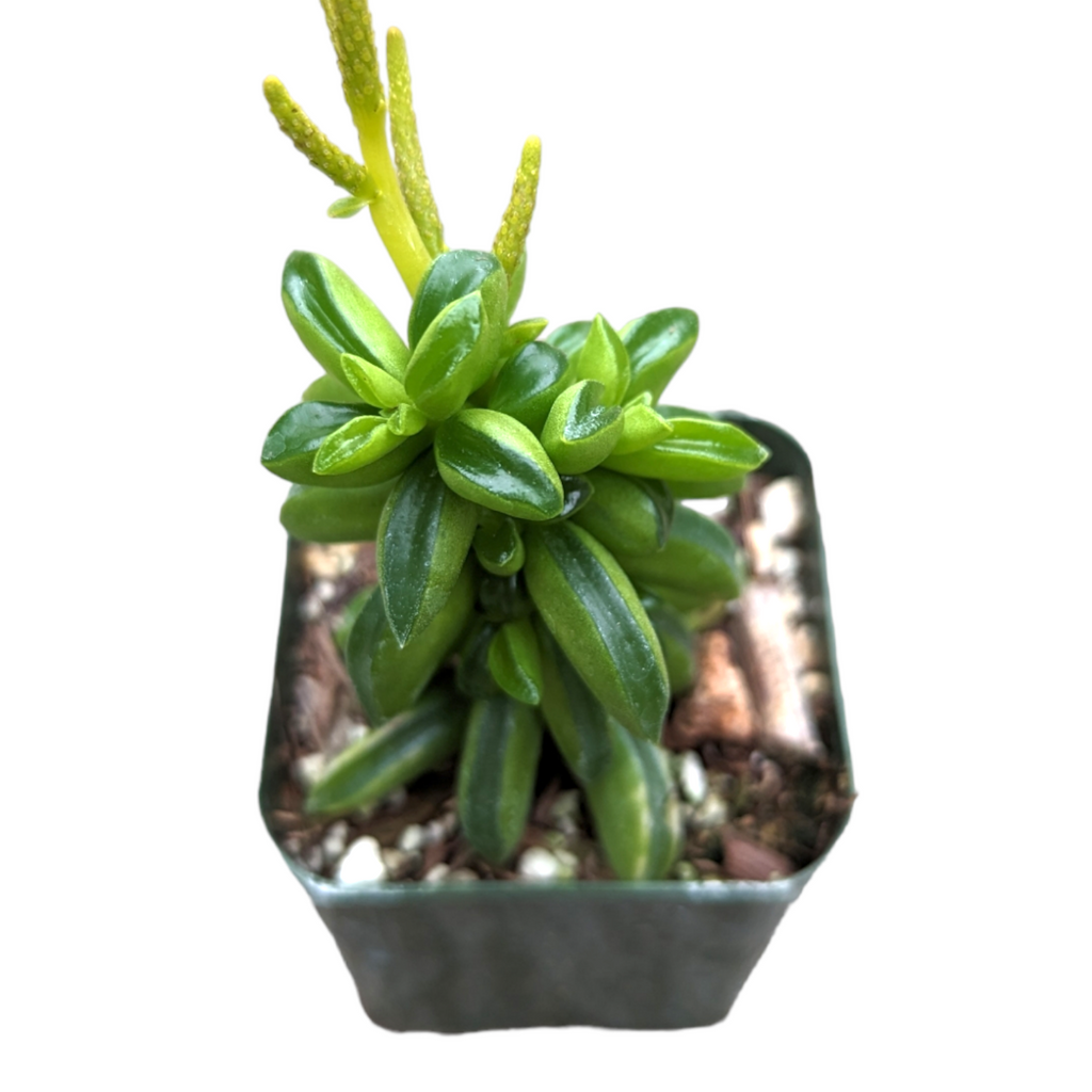 is peperomia a succulent Peperomia axillaris