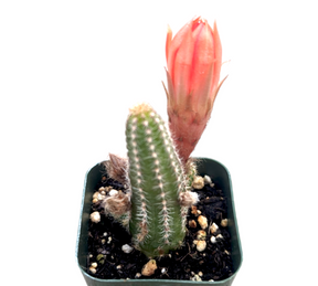 Echinopsis chamaecereus Peanut Cactus - Succulents Depot