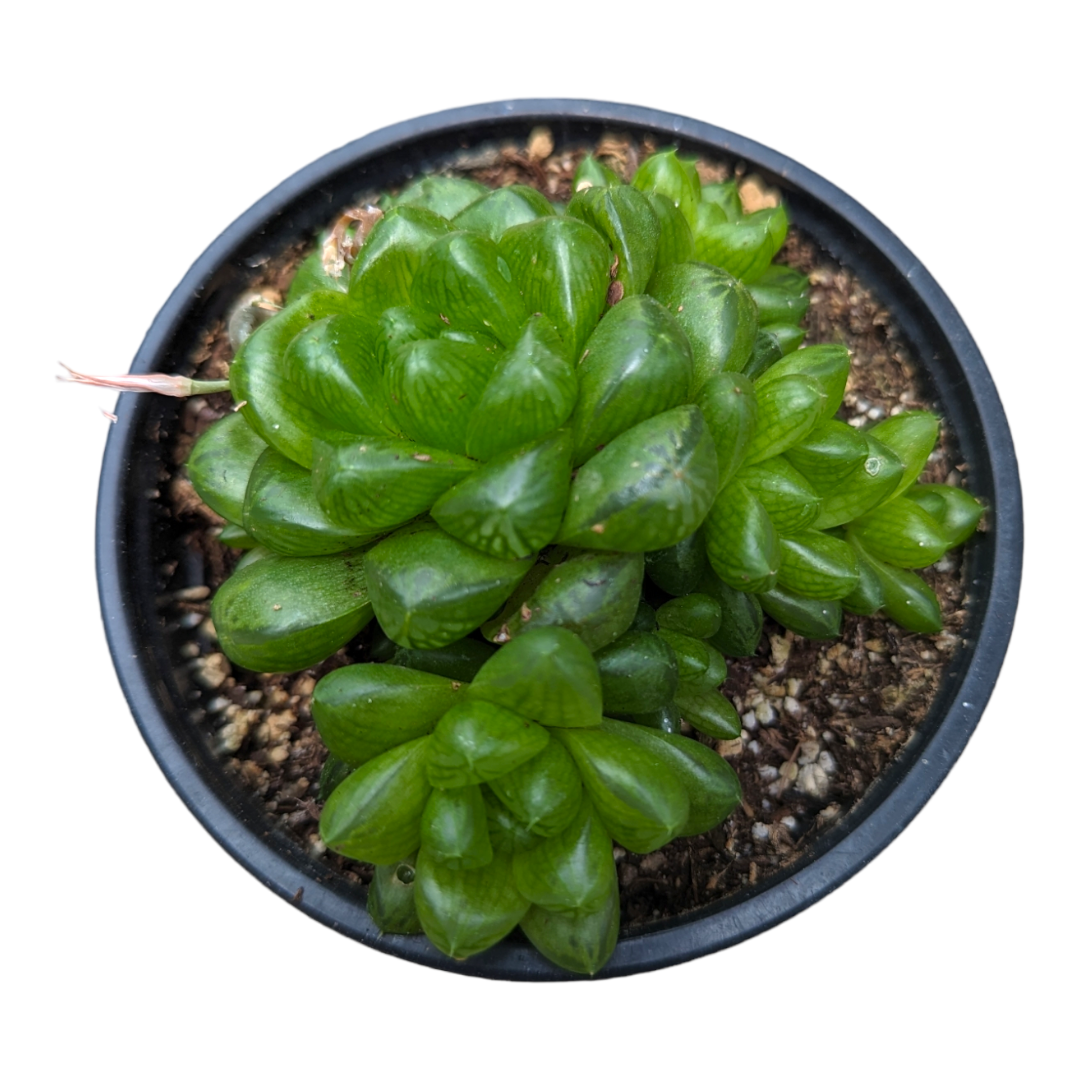 Haworthia cymbiformis var. obtusa