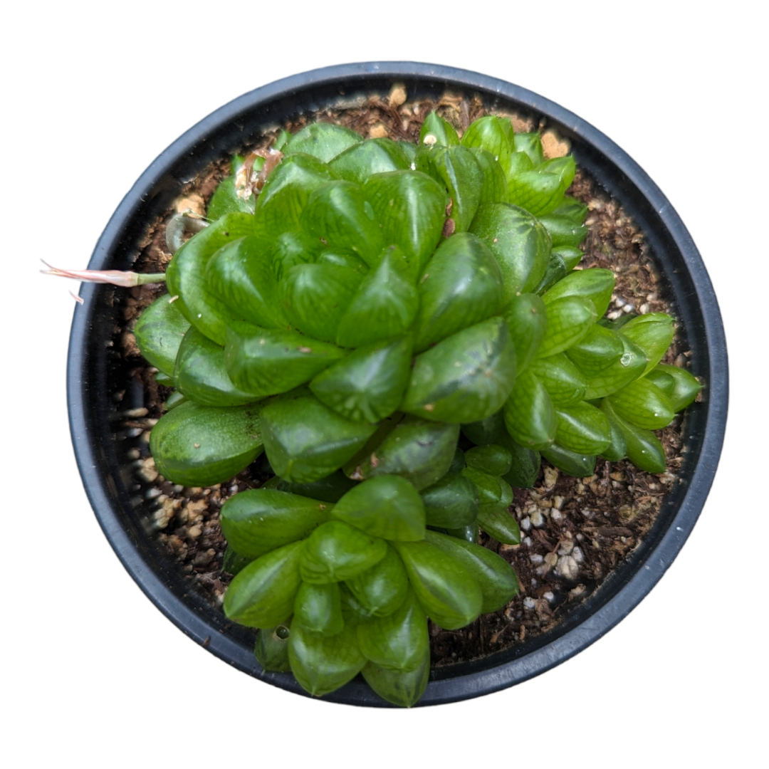 Haworthia cymbiformis var. obtusa