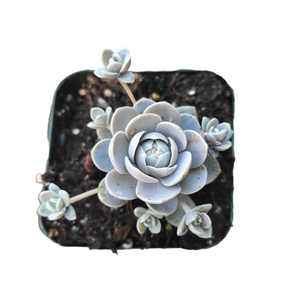 dunce cap succulent care Orostachys Malacophylla var. iwarenge