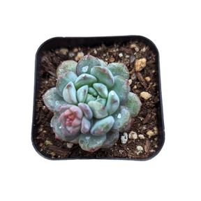Echeveria Red Snow