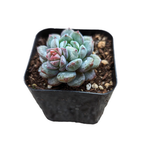Echeveria Red Snow