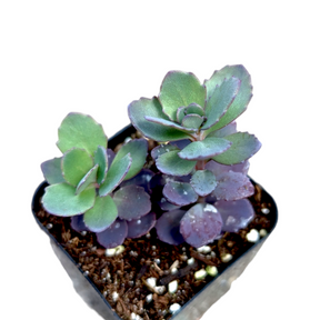 SunSparkler® Sedum 'Blue Pearl' - Succulents Depot