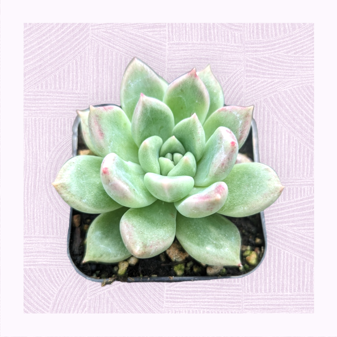 succulents maryo Graptoveria 'Melody' 2 Inch