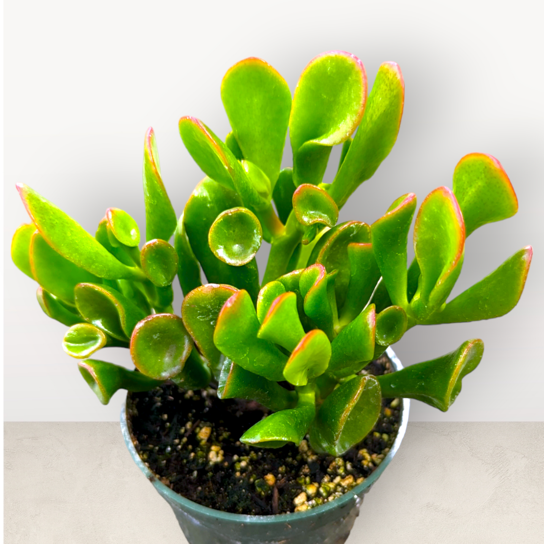 ogre jade plant Crassula ovata 'Ogre's Ears'