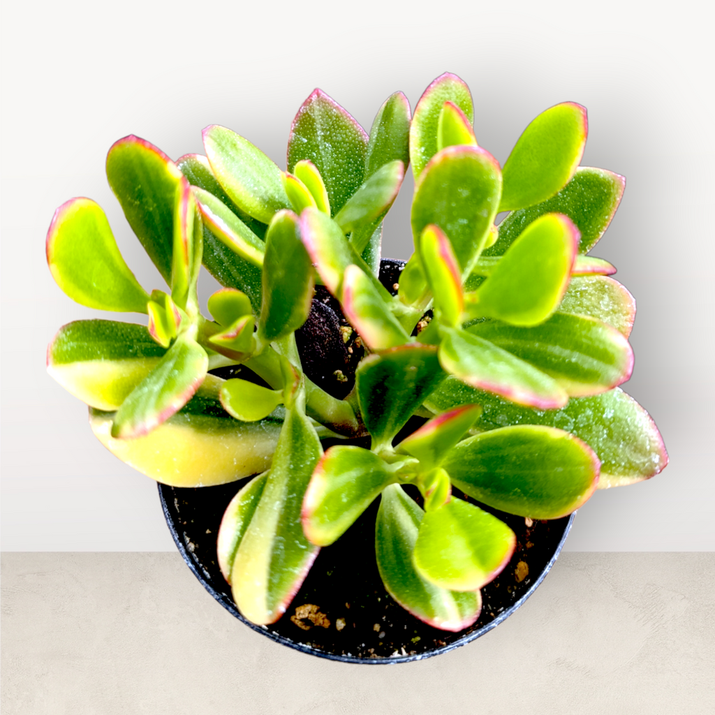 crassula jade succulent Crassula ovata 'Lemon and Lime' Variegated Jade 4 Inch
