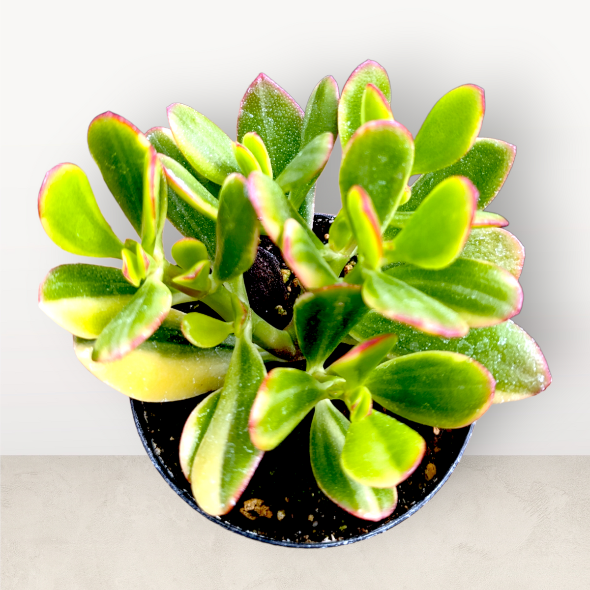 Crassula ovata 'Lemon and Lime' Variegated Jade