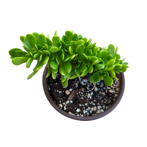 Sedum confusum Crest