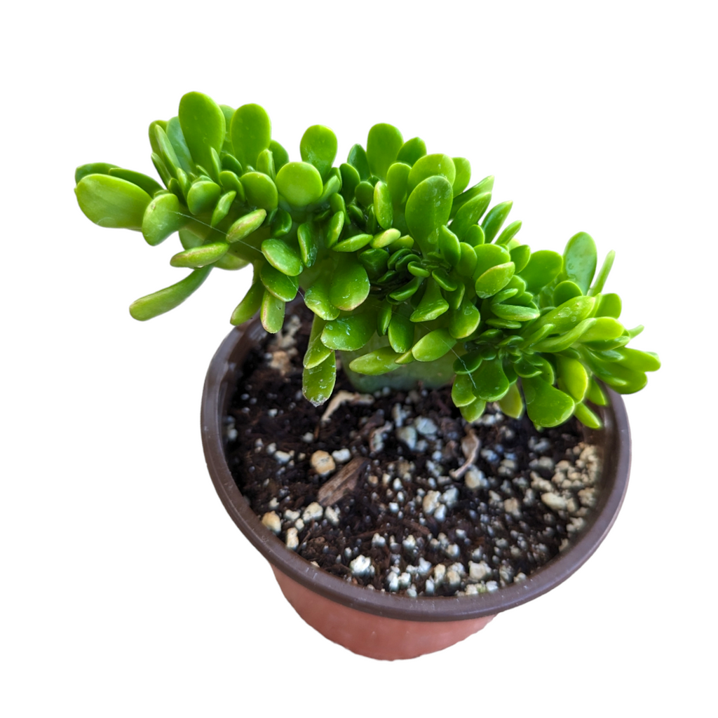sedum confusum - succulent plant Sedum confusum Crest