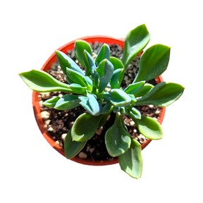 Senecio kleiniiformis - Spear Head - Succulents Depot